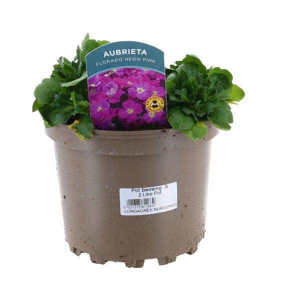 Aubrieta Florado Neon Pink 2L Pot Bedding