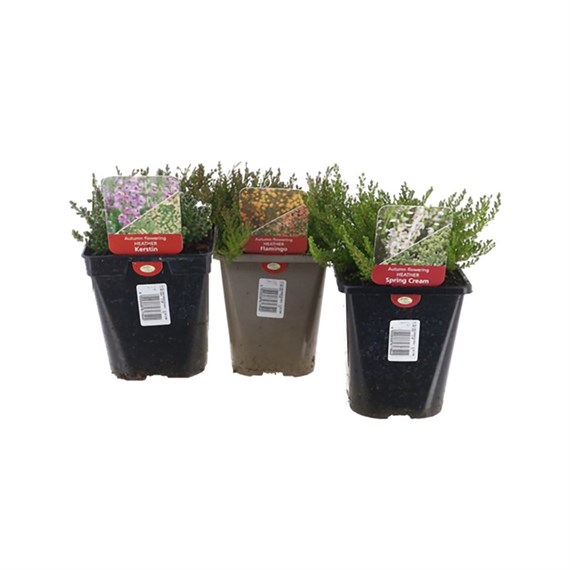 Autumn Flowering Heather Set - 3 x 1L Pots