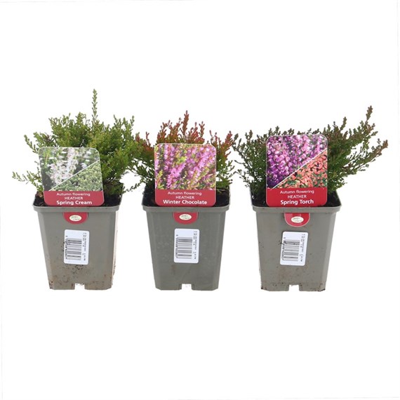 Autumn Flowering Heather Set - 3 x 9cm Pots