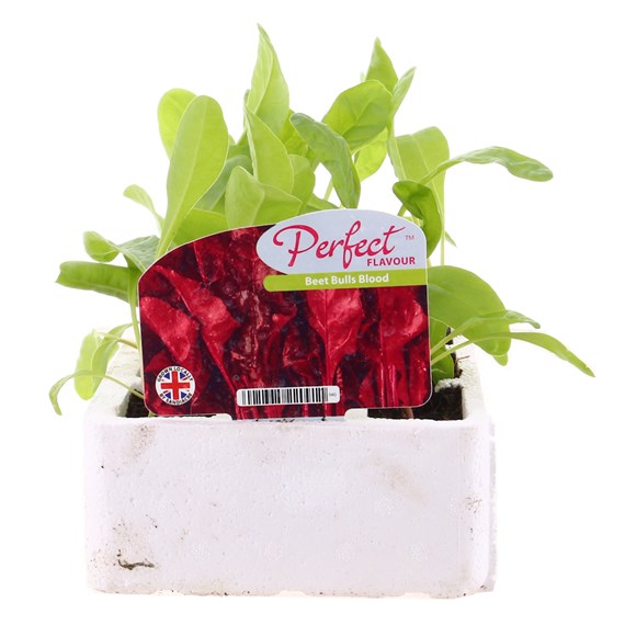 Beet Bulls Blood 12 Pack Boxed Vegetables