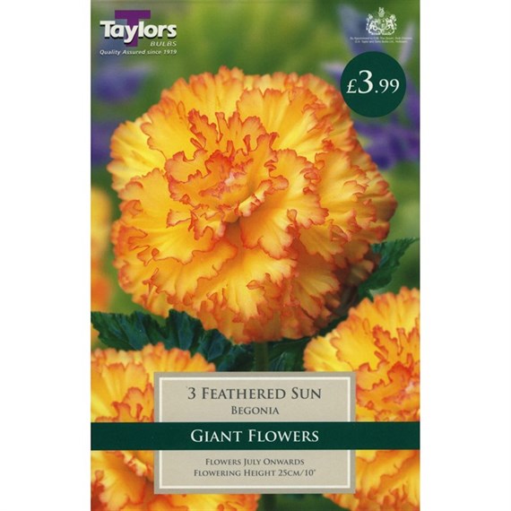 Taylors Bulbs Begonia Feathered Sun Exotic (3 Pack) (TS248)