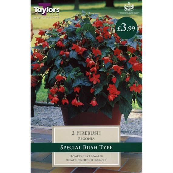 Taylors Bulbs Begonia Firebush Exotic (2 Pack) (TS249)