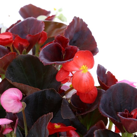 Begonia Semp Mixed Bronze Leaf 6 Pack Boxed Bedding