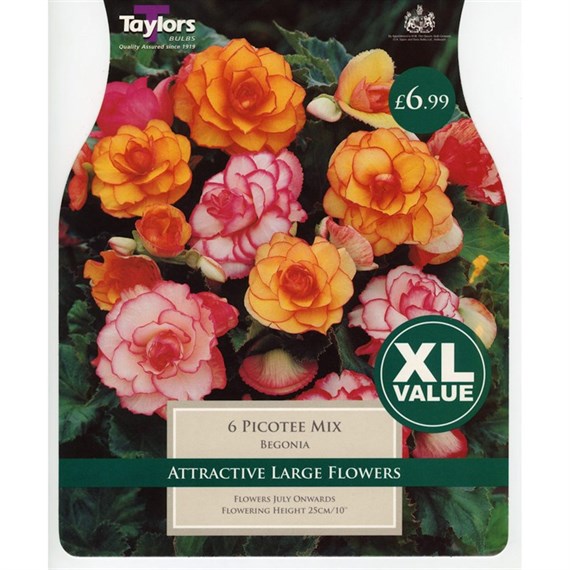 Taylors Bulbs Begonia Picotee Mixed (5 Pack) (XL523)