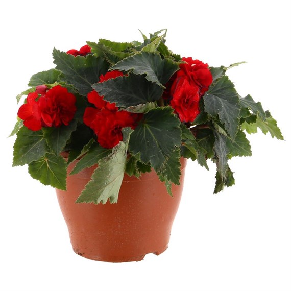 Begonia Red 6.5L Pot Bedding