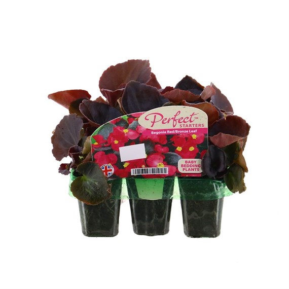 Begonia Semp Red Bronze Leaf Mini 6 Boxed Bedding