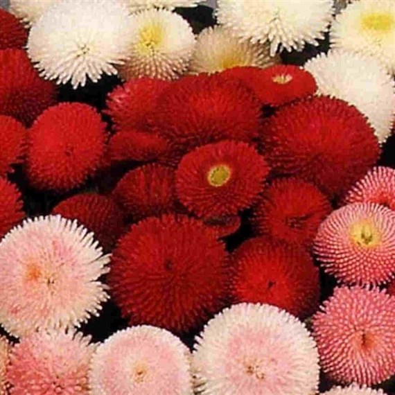 Bellis Mixed Colour 2L Pot Bedding