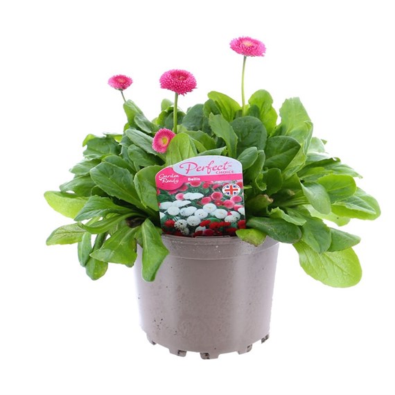 Bellis Pomponette Rose 2L Pot Bedding