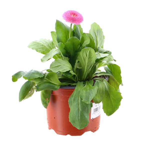 Bellis Pompette Pink 10.5cm Pot Bedding