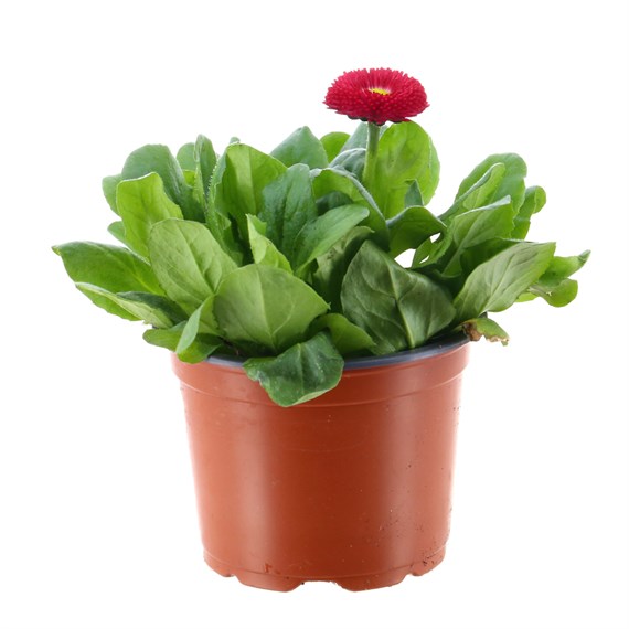 Bellis Pompette Red 10.5cm Pot Bedding