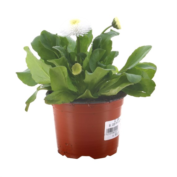 Bellis Pompette White 10.5cm Pot Bedding