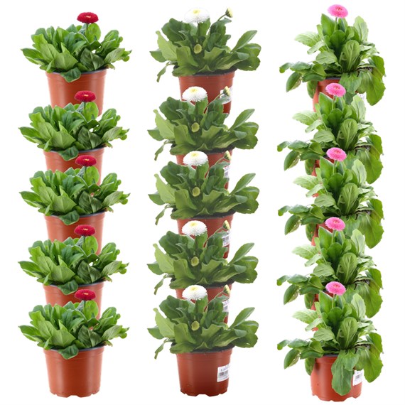 Bellis Pomponette - Lucky Dip WHOLE TRAY (15 x 10.5cm pots)