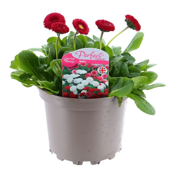 Bellis Pomponette Red 2L Pot Bedding