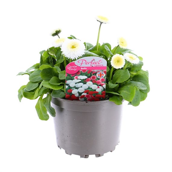 Bellis Pomponette White 2L Pot Bedding