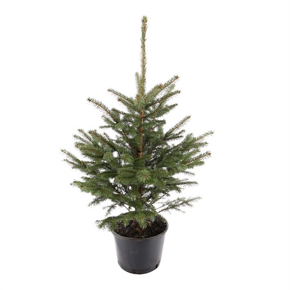 Blue Spruce 1.5-2ft (60-80cm) Real Potted Christmas Tree