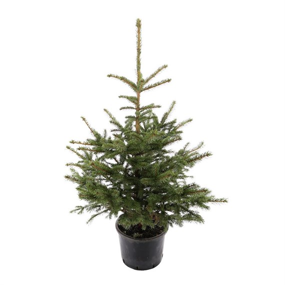 Blue Spruce 2-3ft (80-100cm) Real Potted Christmas Tree