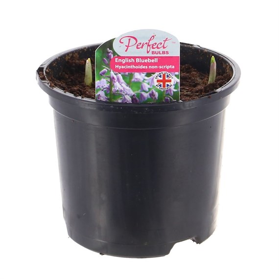 English Bluebells Spring Bulbs 13cm Potted Bulbs Bedding