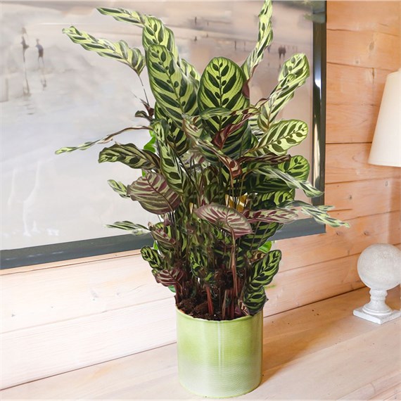 Calathea Makoyana Houseplant