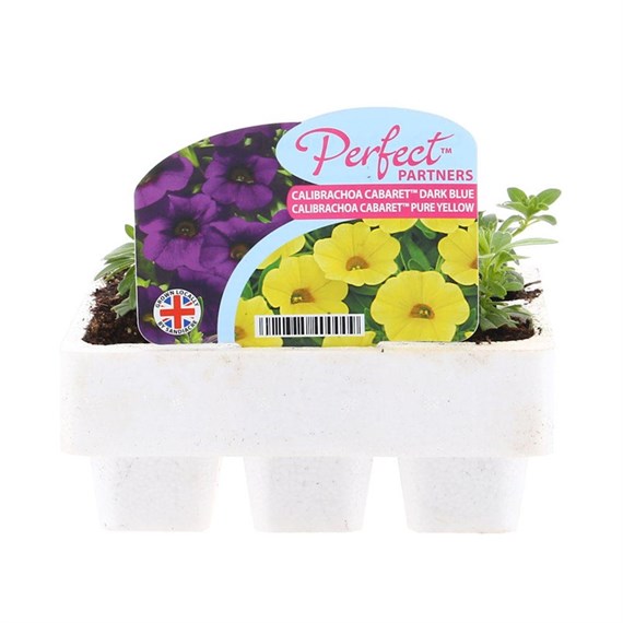 Callibrachoa Dark Blue & Pure Yellow Mini 6 Perfect Partners Boxed Bedding