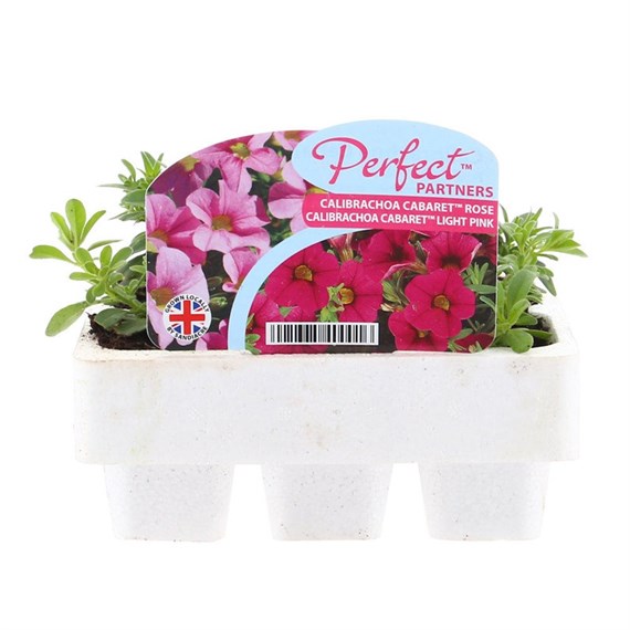 Callibrachoa Light Pink & Rose Mini 6 Perfect Partners Boxed Bedding