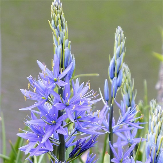 Camassia leichtlinii Alba Perennial Plant 2L - Set of 3