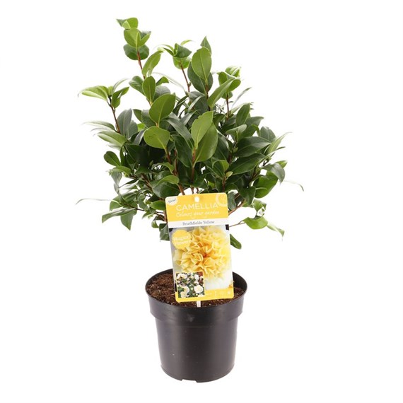 Camellia Japonica Brushfield's Yellow - 15cm Pot