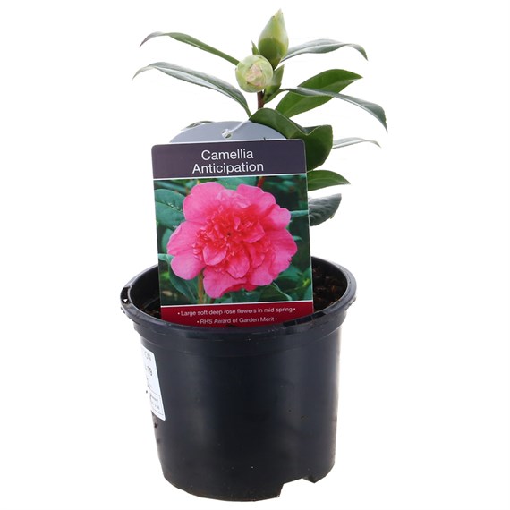 Camellia Anticipation - 1L Pot