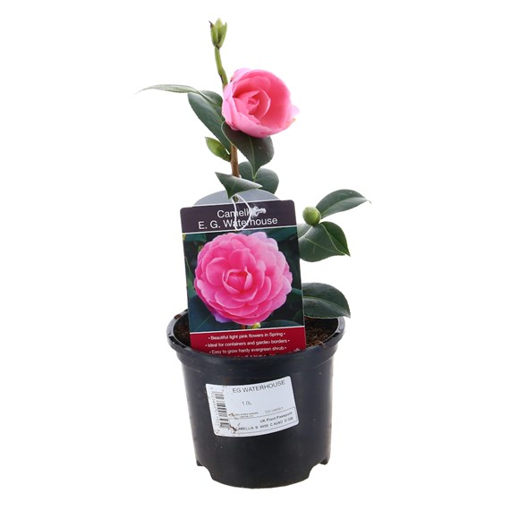 Camellia E.G.Waterhouse - 1L Pot