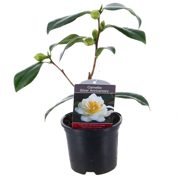 Camellia Silver Anniversary - 1L Pot