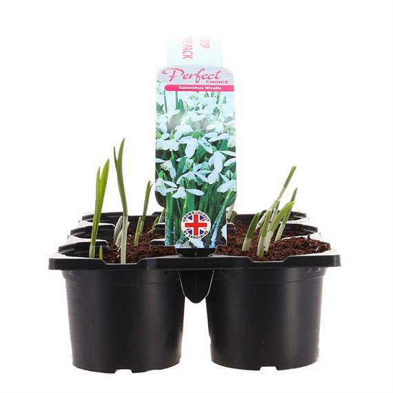 Carry Home Pack - Galanthus Nivalis - 6 x 10.5cm Pot Bedding