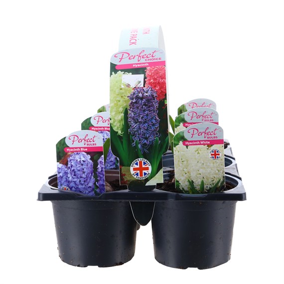 Carry Home Pack - Hyacinth Bulb Selection - 6 x 10.5cm Potted Bulbs