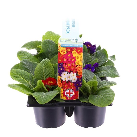 Carry Home Pack - Primrose Mixed - 6 x 10.5cm Pot Bedding