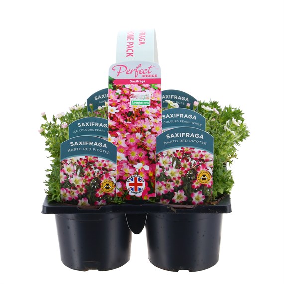 Carry Home Pack - Saxifrage - 6 x 10.5cm Pot Bedding