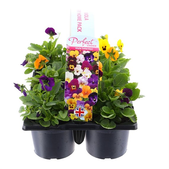 Carry Home Pack - Viola Mixed - 6 x 10.5cm Pot Bedding