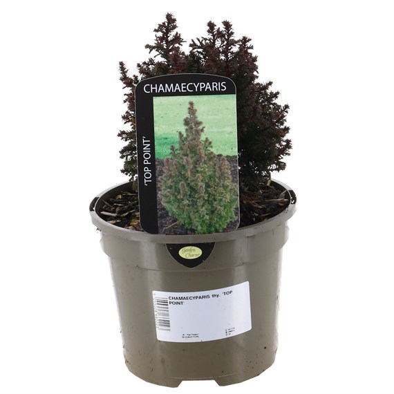 Chamaecyparis Thyoides ’Top Point’ - 3L Pot