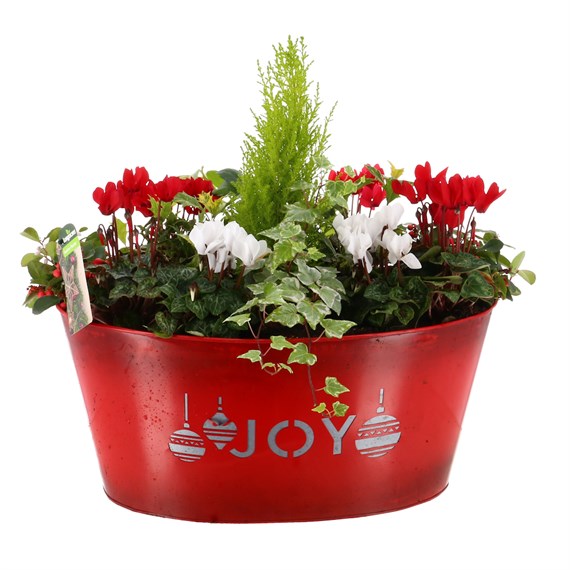 Christmas Festive Extra Large Red 'Joy' Trough Bedding Planter