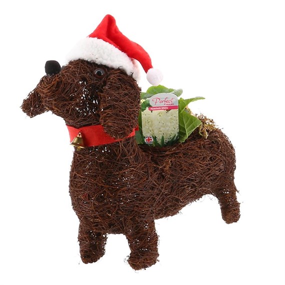 Christmas Festive George the Dog Planter Mixed Bedding Arrangement