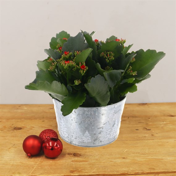 Christmas Festive Houseplant Basket Arrangement - Design 1