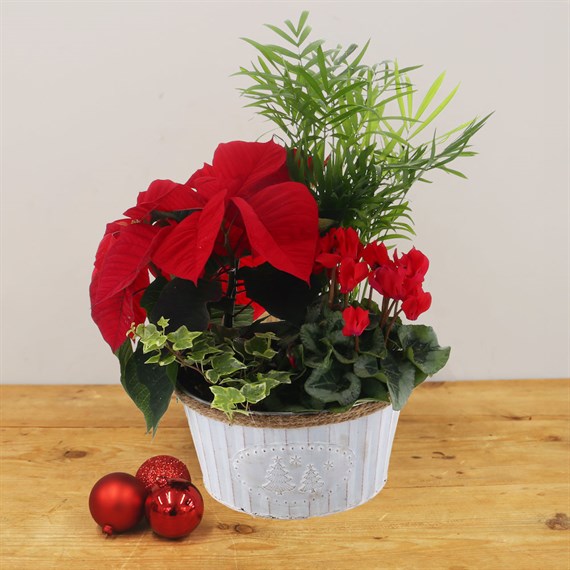 Christmas Festive Houseplant Basket Arrangement - Design 3