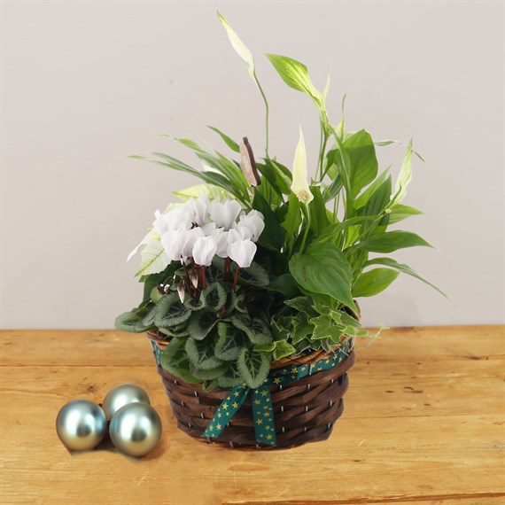 Christmas Festive Houseplant Basket Arrangement - Design 4