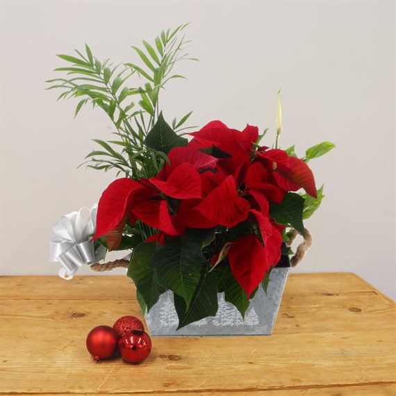 Christmas Festive Houseplant Basket Arrangement - Design 5