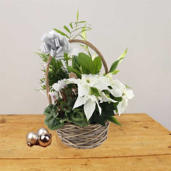 Christmas Festive Houseplant Basket Arrangement - Design 6