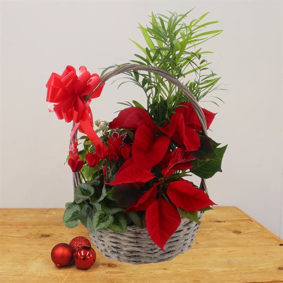 Christmas Festive Houseplant Basket Arrangement - Design 8