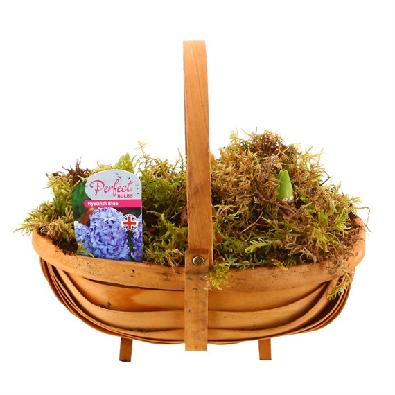 Christmas Festive Hyacinth Wooden Trug Bulb Planter - Blue