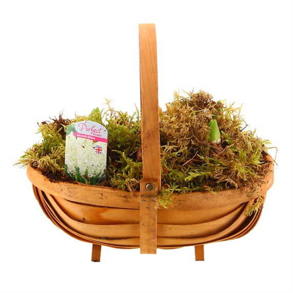 Christmas Festive Hyacinth Wooden Trug Bulb Planter - White