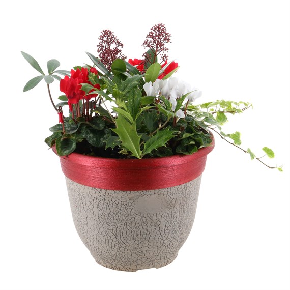 Christmas Festive Large Crackle Design Plastic Bedding Planter