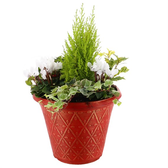 Christmas Festive Large Red and Gold Plastic Bedding Planter