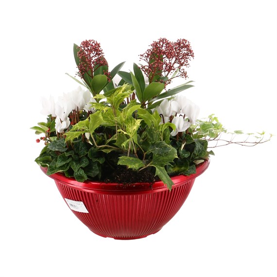 Christmas Festive Large Red Metallic Bowl Bedding Planter