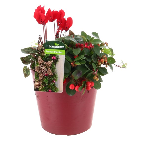 Christmas Festive Matte Red Pot with Embossed Text Bedding Planter