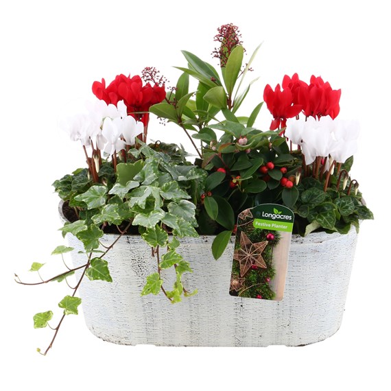 Christmas Festive Medium Distressed White Trough Bedding Planter